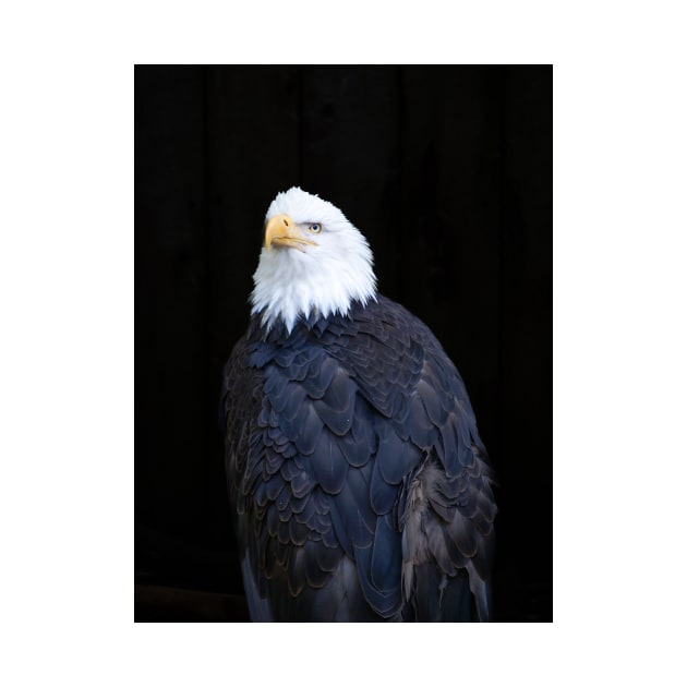 Bald eagle portrait by brians101