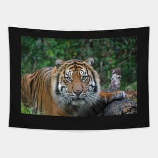 Sumatran Tiger Tapestry