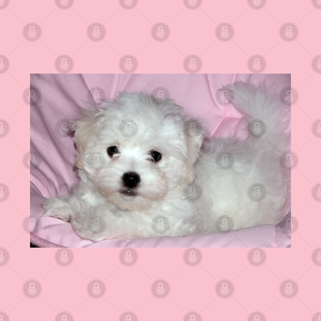 photo puppy pretty in pink by mystudiocreate