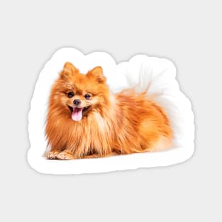 Cute Red Pomeranian Magnet