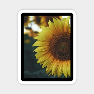 sunflower plant Magnet