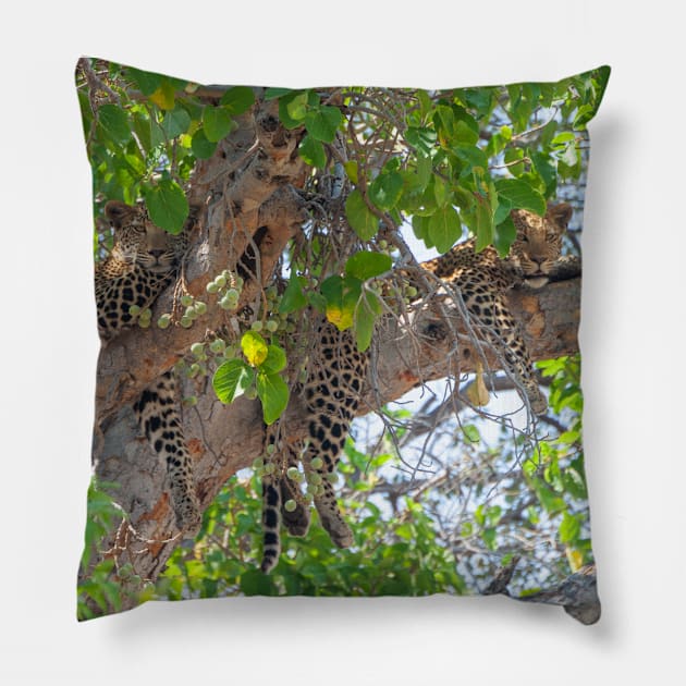 Two leopard cubs lounging in a tree Pillow by SafariByMarisa