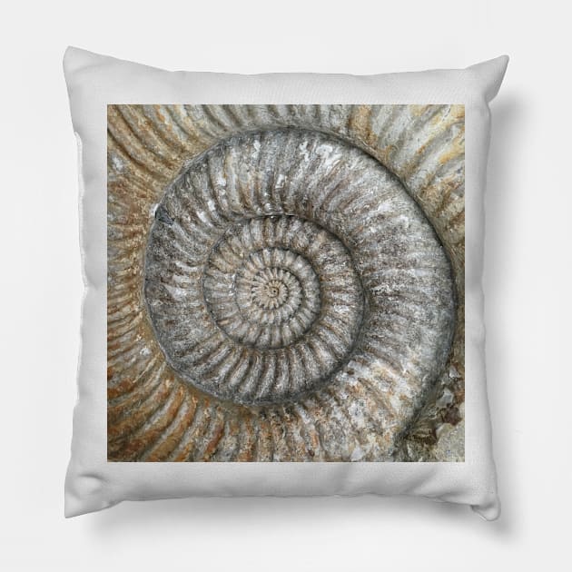 Ammonite Pillow by robsteadman