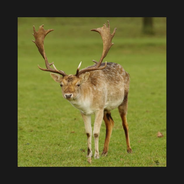 fallow deer stag by Simon-dell