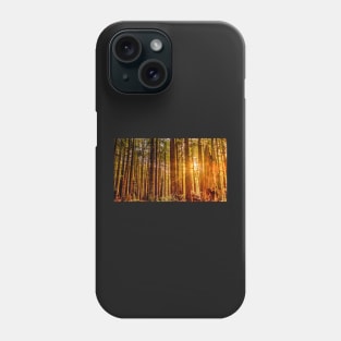 Sunlight in a Redwood Forest Phone Case