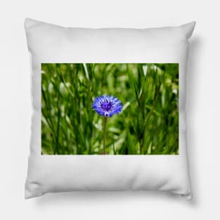 Blue Cornflower Pillow