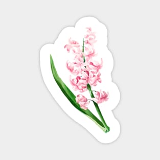 Pink Hyacinth - Botanical Illustration Magnet