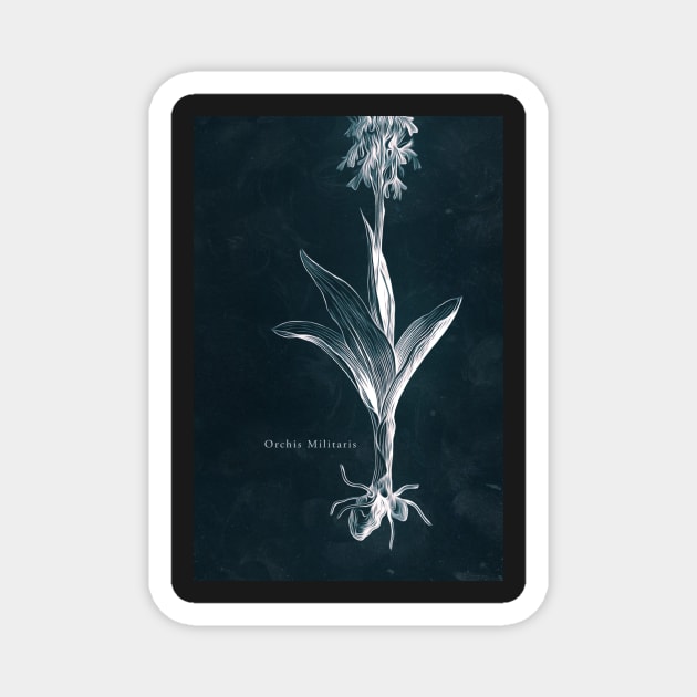 Cyanotype - Orchis Militaris - C Magnet by PixelHunter