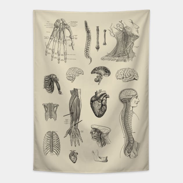 Vintage Anatomy Illustration Tapestry by StilleSkyggerArt