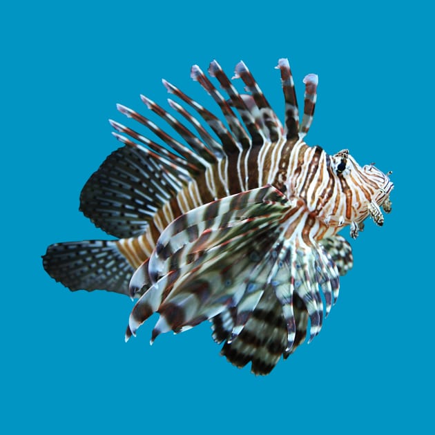 Lion Fish by alsoCAN