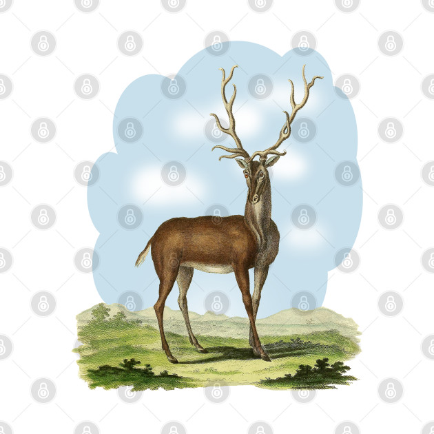 Deer Illustratuion by Biophilia