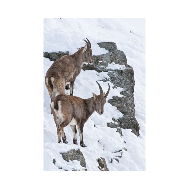 Ibex On Snow Covered Hill by jaydee1400