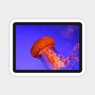 JELLYFISH GLOWING IN THE BLUE OCEAN DESIGN Magnet