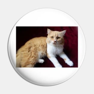 cute cat portrait Pin