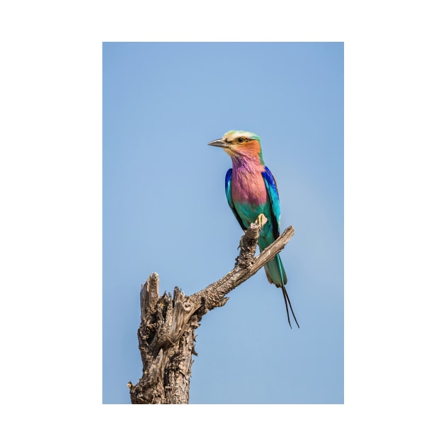 Lilac-breasted roller (Coracias caudatus) by GrahamPrentice