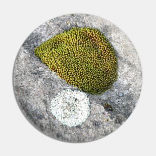 Rock Moss Pin