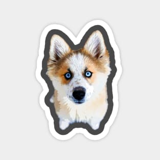 Pomsky Cute Puppy Dog Pomeranian x Husky Magnet