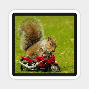 squirrel on motorcycle Magnet