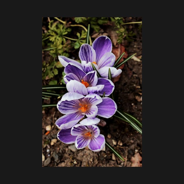 crocuses lined up by avrilharris