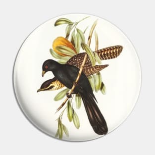 Flinder's Cuckoo Pin