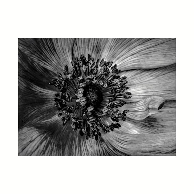 The Anemone in Black and white by PictureNZ