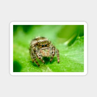 Jumping Spider on a Green Leaf. Macro Photography Magnet