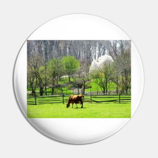 Cows - Cow Grazing in Pasture in Spring Pin