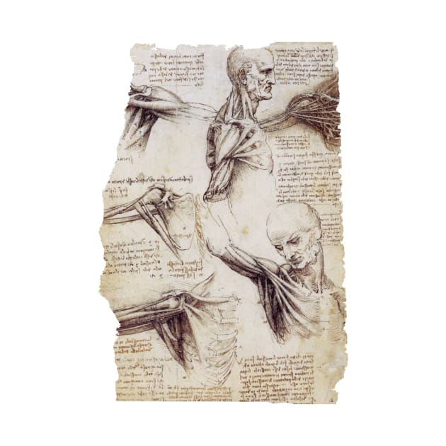 Leonardo Da Vinci Anatomical Drawings by Persona2