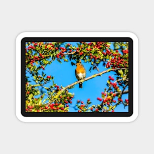 Robin surrounded by red berries Christmas Magnet