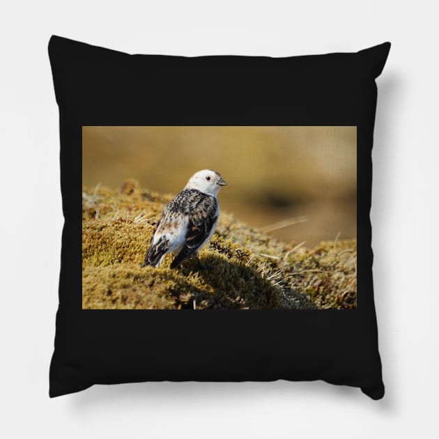 Snow bunting Pillow by orcadia