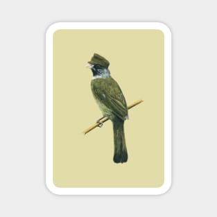 Collared finchbill Magnet