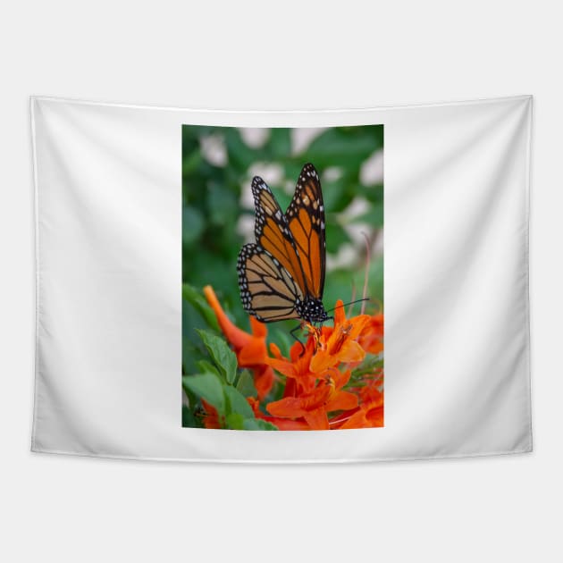 Monarch Butterfly on Cape Honeysuckle Tapestry by Debra Martz