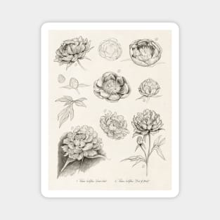 Peonies monochromatic illustration in vintage style Magnet