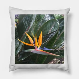 Bird of Paradise - colourful plant design Pillow