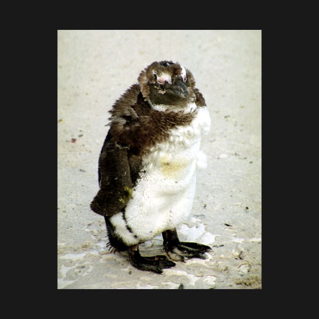 Baby South African Penguin Moulting by Carole-Anne