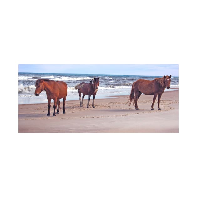 Wild horses, wildlife, A Trio of Beach Buddies by sandyo2ly