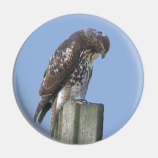 Falcon on Post Pin