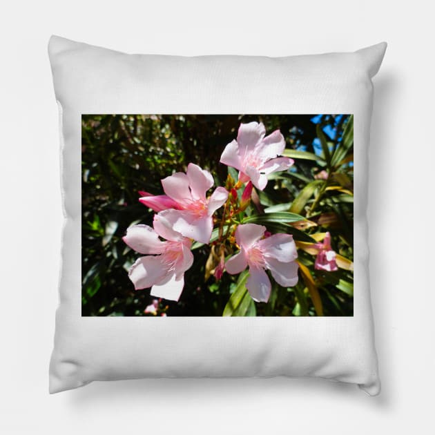 Pretty in Pink Pillow by bobmeyers