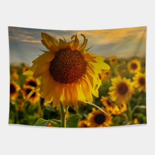 Sunflower field at sunset Tapestry