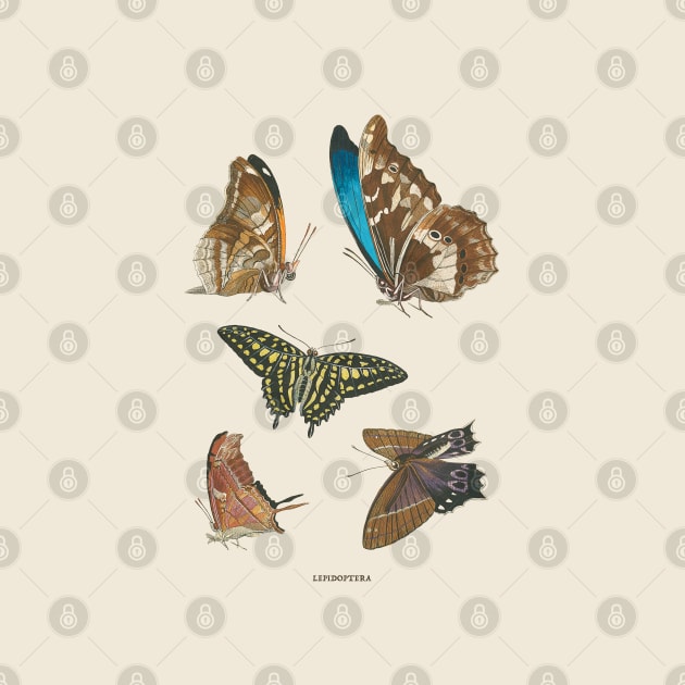 Butterflies Antique Naturalist Illustration by Antiquated Art