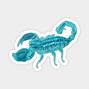 Emperor Scorpion Magnet