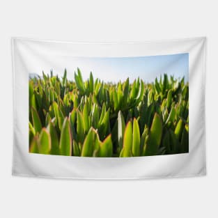 Ice Plant Tapestry