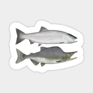 Pink Salmon - Ocean and Spawn Phases Magnet