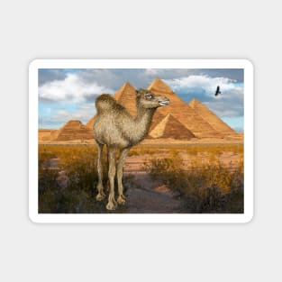 Camel at Giza Pyramids Magnet