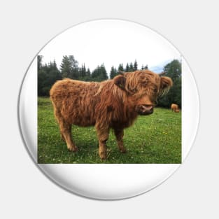 Scottish Highland Cattle Calf 2046 Pin