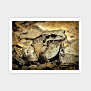 Portrait of a Mountain Chicken Frog Magnet