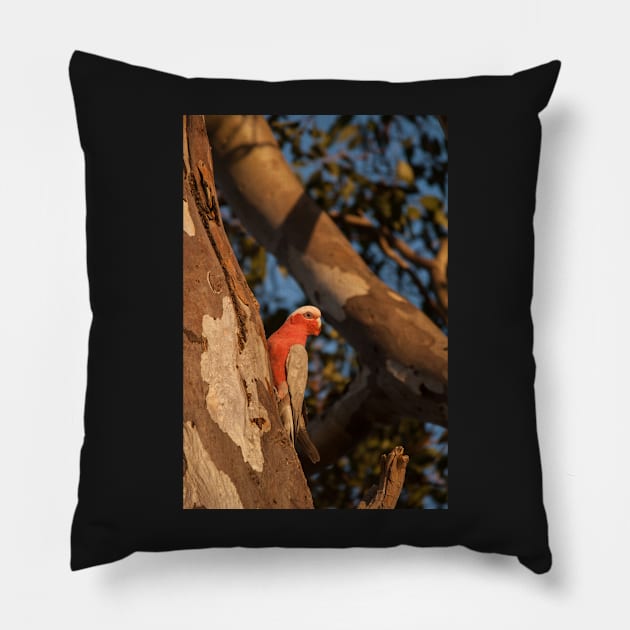 Galah Pillow by DeborahMcGrath