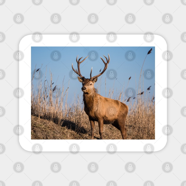 Red deer stag stares at the camera Magnet by Dolfilms