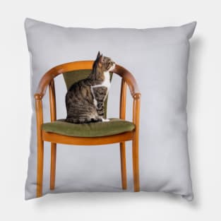 a cat on a chair Pillow