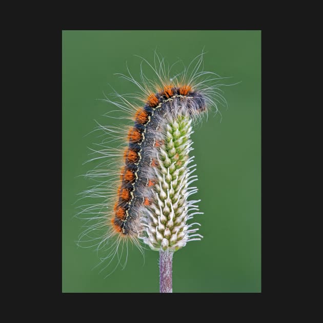 Small Oak Eggar moth caterpillar by TonyNorth